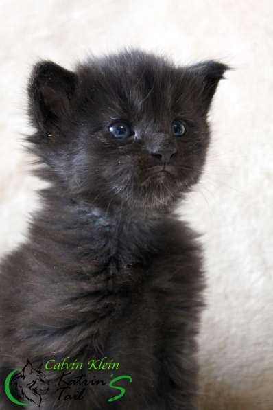 Мейн-Кун чисто черный мальчик в Санкт-Петербурге