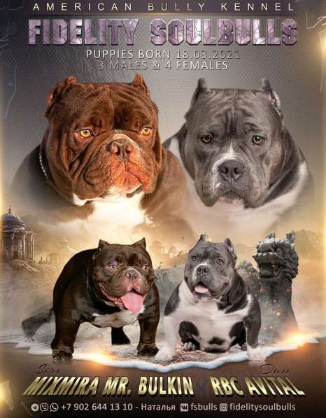 American bully boy в 