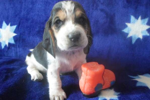 Щенки Бассет-хаунд в Армавире фото 65