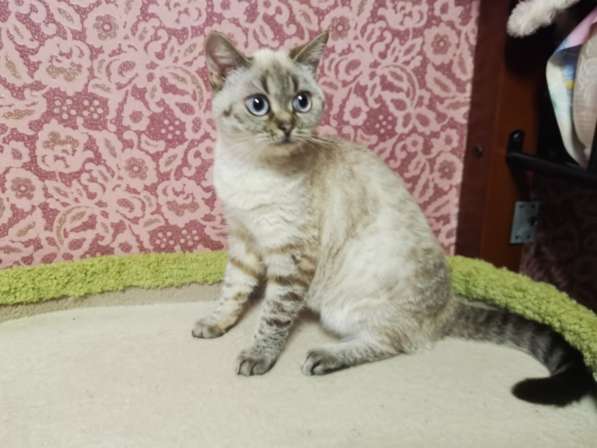 Шотландская Прямоухая Девочки и Мальчики в Москве фото 7