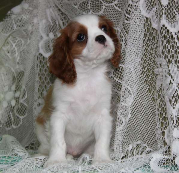 Кавалер Кинг Чарльз Спаниель (крови Франция) в Москве фото 13