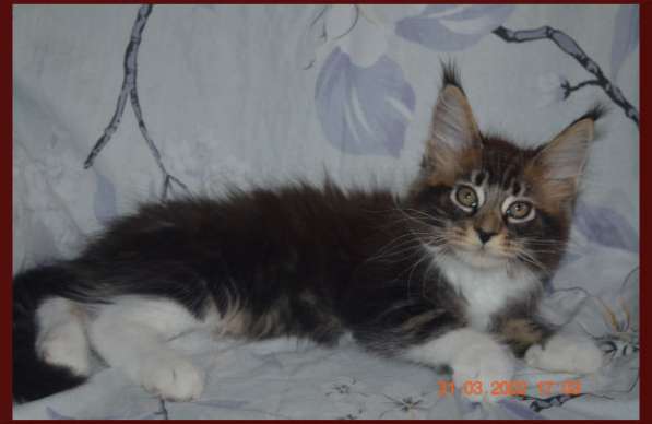 Роскошный черный котик мейн-кун из питомника в Астрахани фото 62