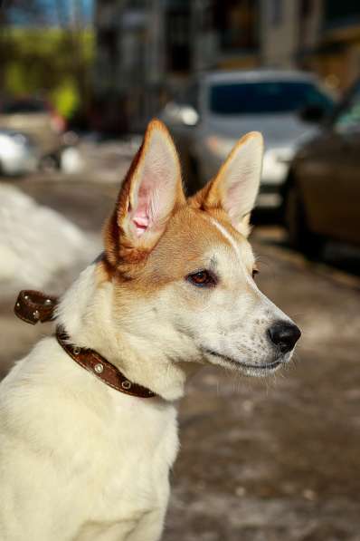 Матрос - ласковый и душевный щенок в добрые руки в Москве фото 3