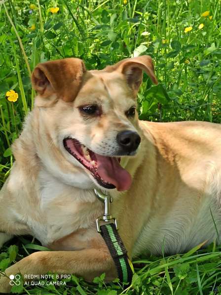 Уютный диванный пёсик в Санкт-Петербурге