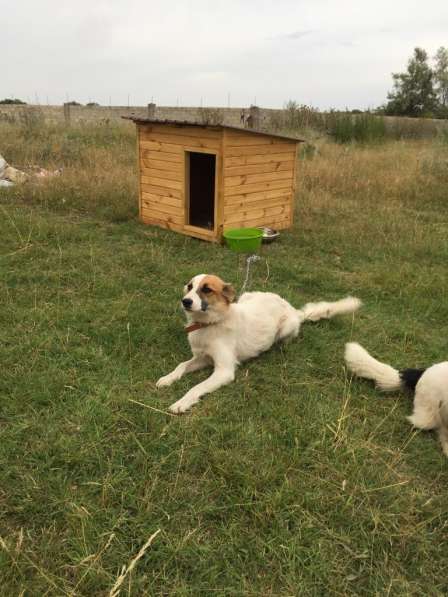 Собачки Чапа и Чара из приюта "Хвостатый Рай" в один дом в фото 4