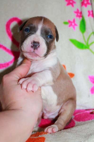 Шикарные милые щенки Амстаффа 2 месяца ркф в Москве фото 15