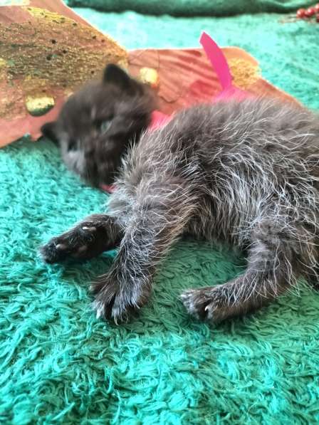 VENTA DE GATITOS в фото 14