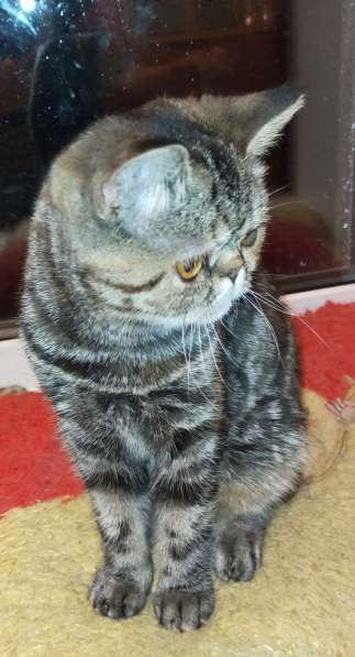 Котенок экзот девочка в Челябинске фото 21