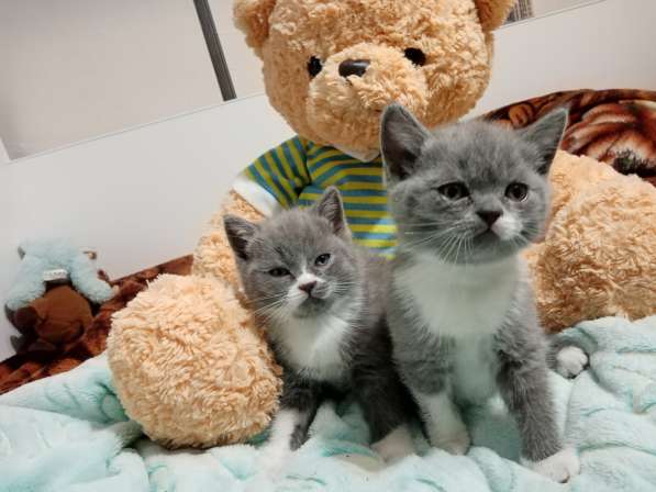 Продам котят Британцы в Иркутске фото 8