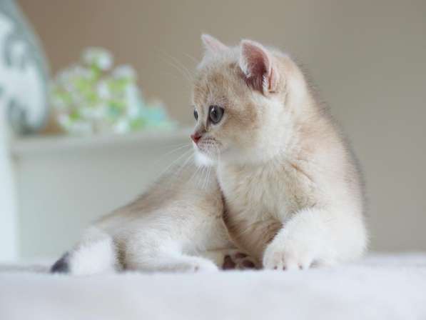 Британский котенок. Голубая золотистая шиншилла в Москве фото 4