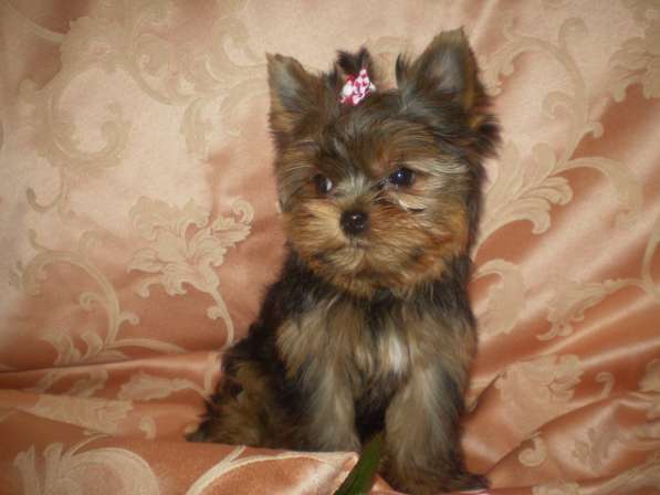 Йорочка подрощенная Мини девочка бэби фейс в Москве фото 10