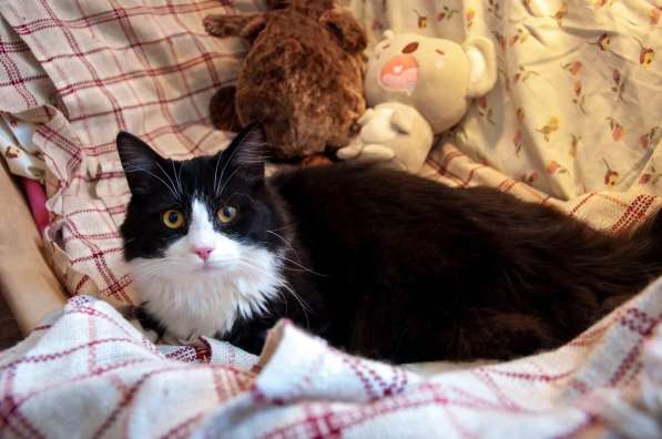 Роскошный нежный молодой котик в Санкт-Петербурге фото 8