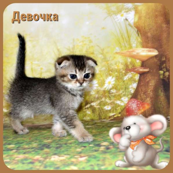 Шотландская в Москве