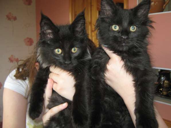 Котята мейн-куна в Калуге фото 11