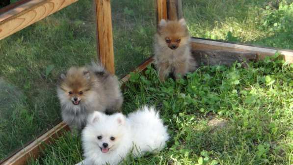 Щенок померанского шпица- микро - медвежонок в 