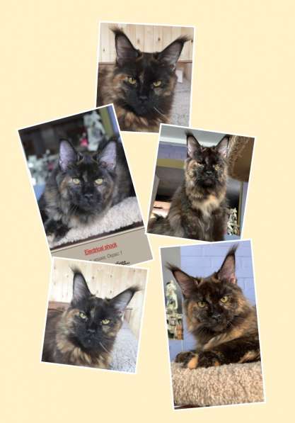 Мейн кун в Иркутске фото 11