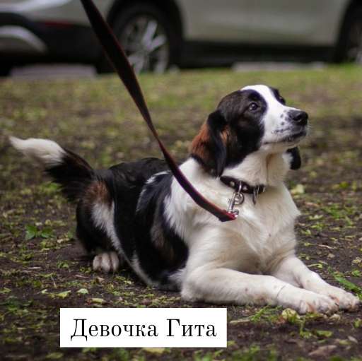 Замечательные щенки ищут хозяев в Москве фото 5