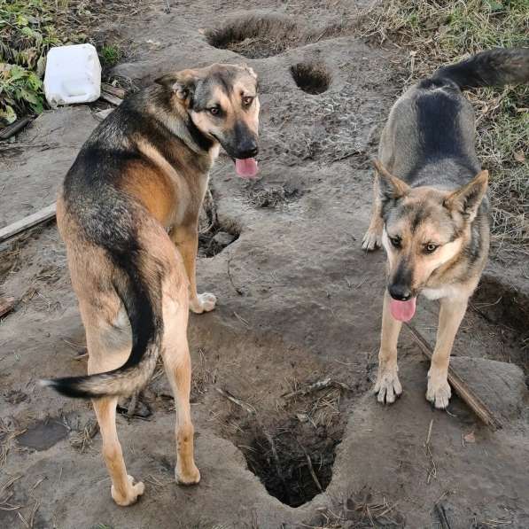 Срочно ищем дом для двух собачек в Москве фото 3
