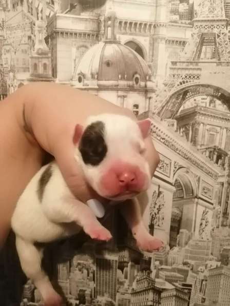 Щенки стаффорд в Коряжме фото 9