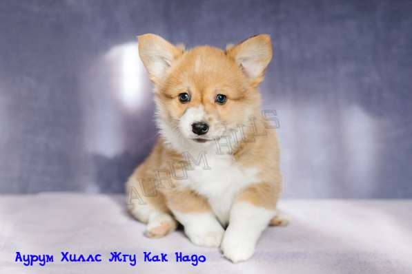 CHIOTS WELSH CORGI PEMBROKE в Нижнем Новгороде фото 17