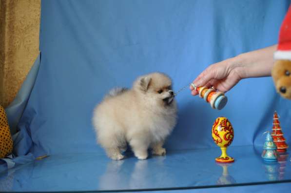 Себастьян Барон С Рублевки в Москве фото 8