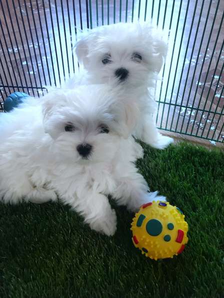 Щенки мальтезе. Мальтийская болонка в Екатеринбурге фото 12