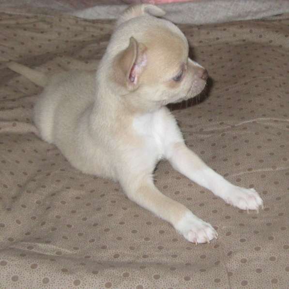 Шикарный мальчик чихуахуа в Москве фото 5