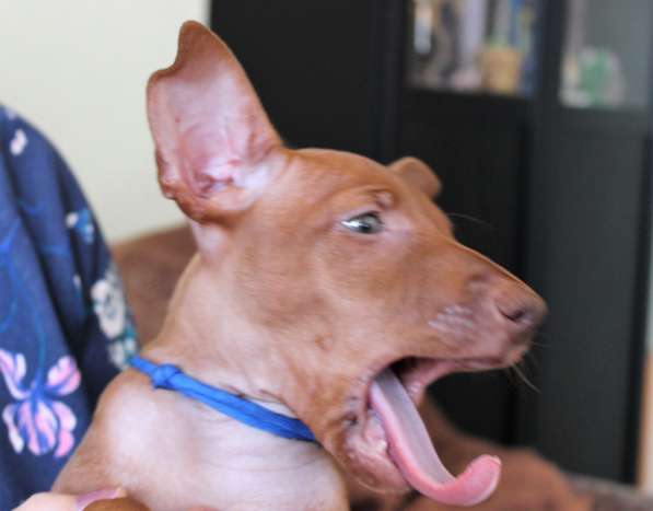 Продам щенков Чирнеко дель Этна в Нижнем Новгороде фото 11