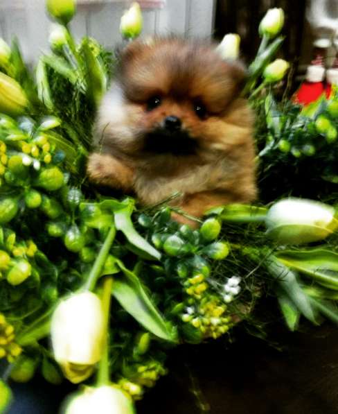 Щенки-Немецкий Малый Шпиц в Рыбинске фото 6