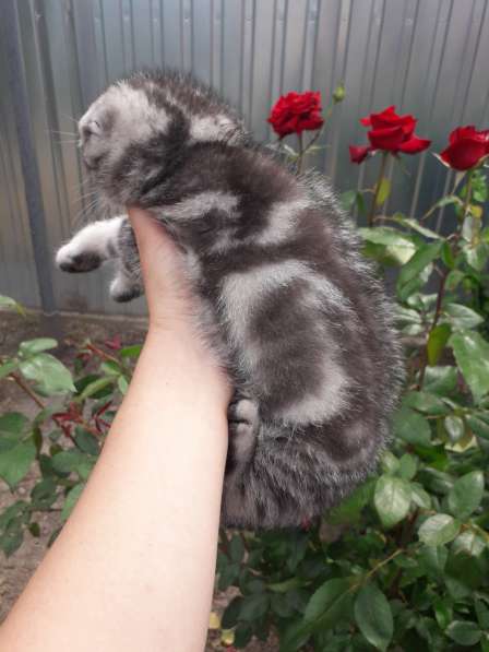 Мраморные котята в фото 20