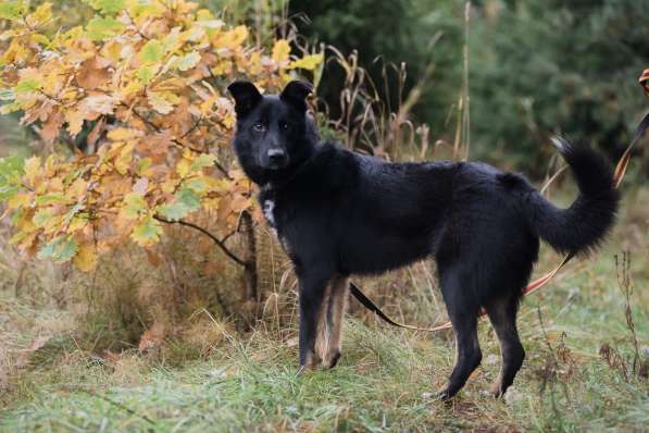 Черный изящный пёс-красавчик в Санкт-Петербурге фото 6