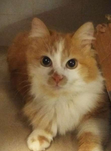 Солнечная кошка Милочка в Москве фото 14