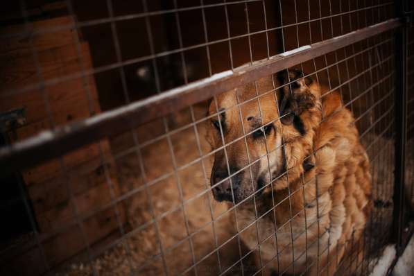 Кохинор ищет семью в Москве фото 57