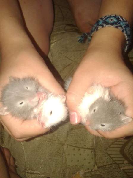 Продаются хомяки в фото 7