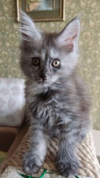 Продажа породистых котята породы Мейн-кун в Москве фото 25