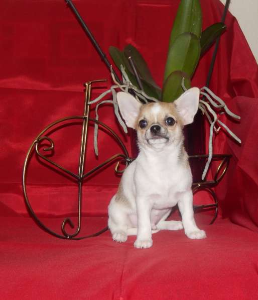 Красавчик чихуахуа в фото 11