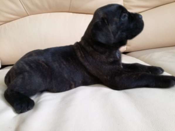 Продам девочку кане корсо. Родилась 10 в Калуге фото 15