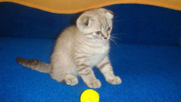 Шотландские котята редких окрасов в Москве