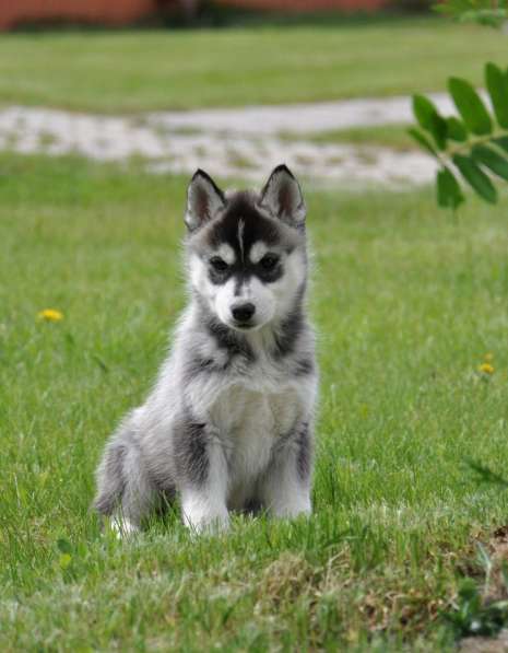Две высокопородные девочки Хаски от Чемпионов! в Тюмени фото 13