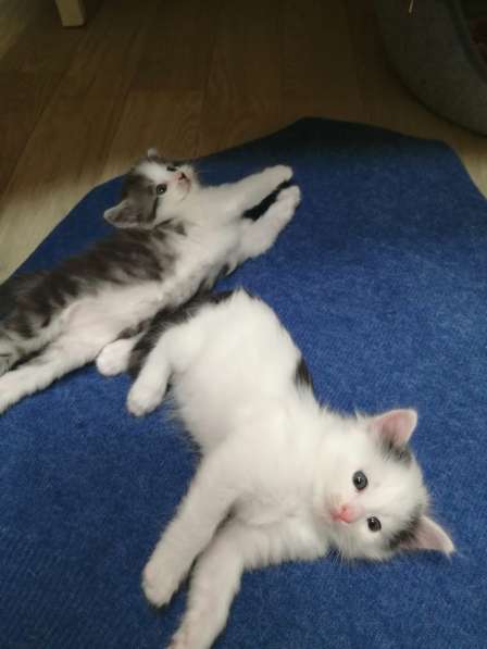 Котенок в Москве фото 3