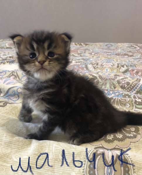 Котята мейн-кун в Новосибирске фото 15