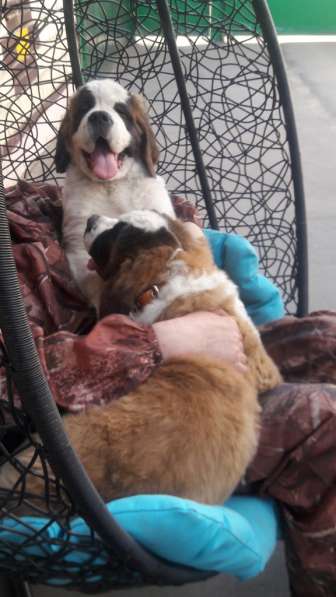 Щенки сенбернара в фото 112