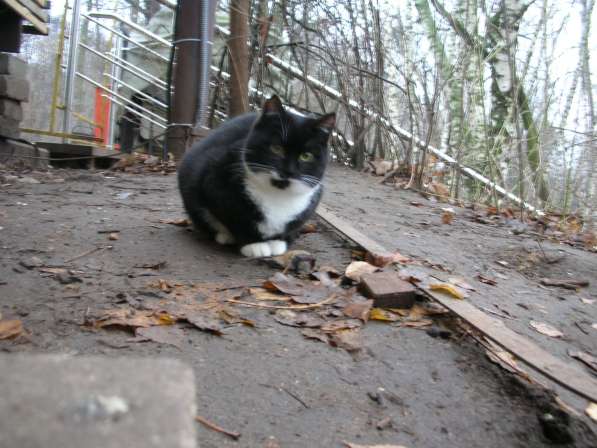 В добрые руки в Москве