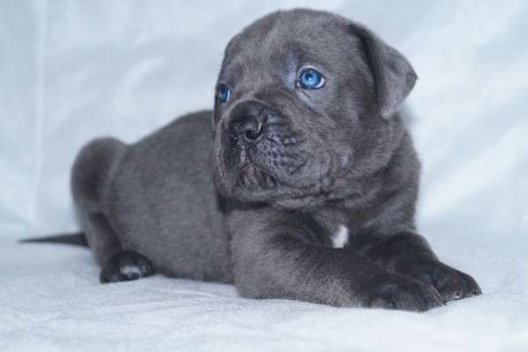 Кане корсо щенки от Интерчемпионов в Новосибирске