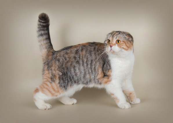 Scottish Fold & Straight в фото 12