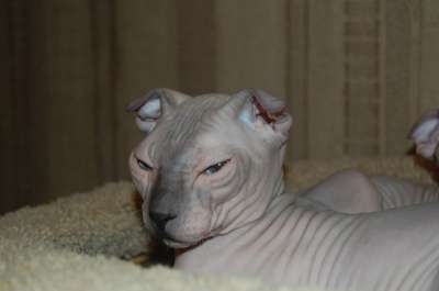 Профессиональный питомник SOUMBIKE предл