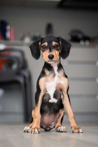 Очаровательная девочка Зиппи готова к переезду в новый дом в Санкт-Петербурге фото 5