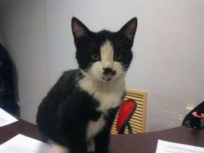 Отдам даром Милые, игривые малыши ищут дом