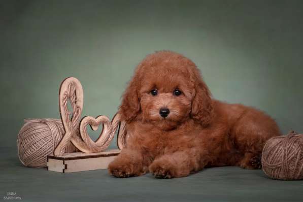 Той пудель девочка в Москве фото 9