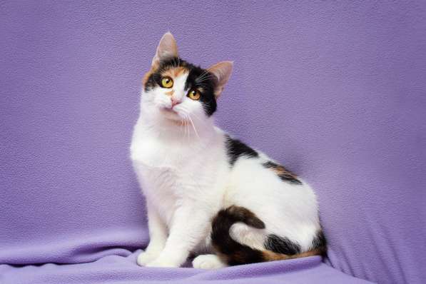 Яркий трехцветный котёнок Варя в дар в Москве фото 3